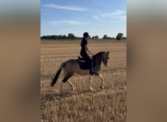 Welsh-D Mix, Wallach, 4 Jahre, 145 cm, Schecke