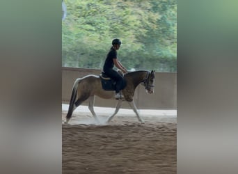 Welsh-D Mix, Wallach, 4 Jahre, 145 cm, Schecke