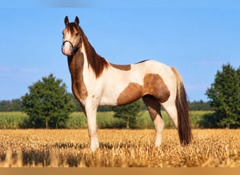 Welsh-D Mix, Wallach, 4 Jahre, 145 cm, Schecke