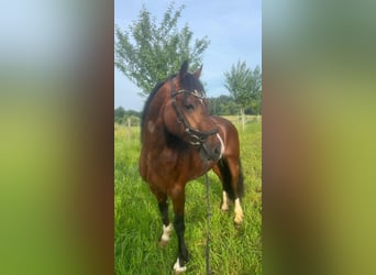 Welsh-D, Wallach, 4 Jahre, 146 cm, Dunkelbrauner
