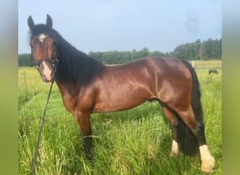 Welsh-D, Wallach, 4 Jahre, 146 cm, Dunkelbrauner