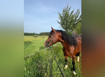 Welsh-D, Wallach, 4 Jahre, 146 cm, Dunkelbrauner