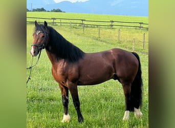 Welsh-D, Wallach, 4 Jahre, 146 cm, Dunkelbrauner