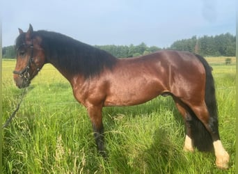 Welsh-D, Wallach, 4 Jahre, 146 cm, Dunkelbrauner