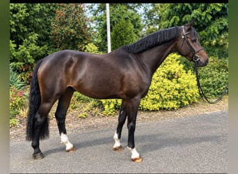 Welsh-D, Wallach, 4 Jahre, 147 cm, Dunkelbrauner