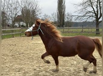 Welsh-D, Wallach, 4 Jahre, 147 cm, Fuchs