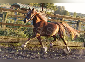 Welsh-D, Wallach, 4 Jahre, 150 cm, Fuchs