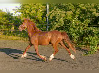 Welsh-D, Wallach, 4 Jahre, 158 cm, Fuchs