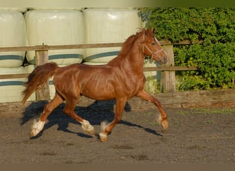 Welsh-D, Wallach, 4 Jahre, 158 cm, Fuchs