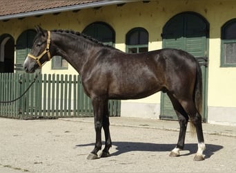 Welsh-D, Wallach, 5 Jahre, 140 cm, Falbe