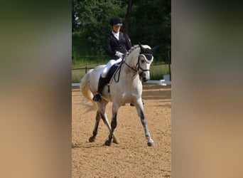 Welsh-D, Wallach, 5 Jahre, 142 cm, Apfelschimmel