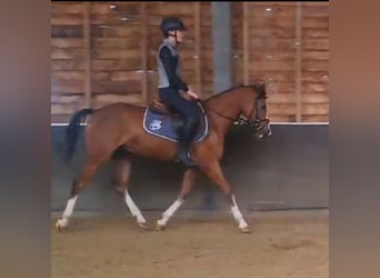 Welsh-D, Wallach, 5 Jahre, 145 cm, Brauner