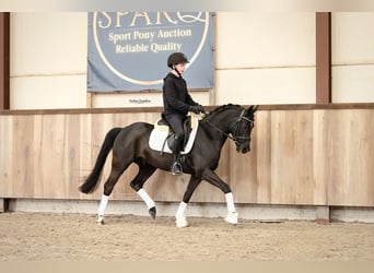 Welsh-D, Wallach, 5 Jahre, 145 cm, Rappe