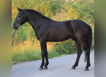 Welsh-D, Wallach, 5 Jahre, 147 cm, Rappe