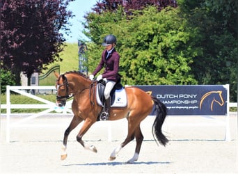 Welsh-D, Wallach, 5 Jahre, 148 cm, Brauner