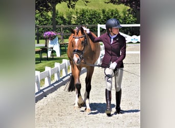 Welsh-D, Wallach, 5 Jahre, 148 cm, Brauner