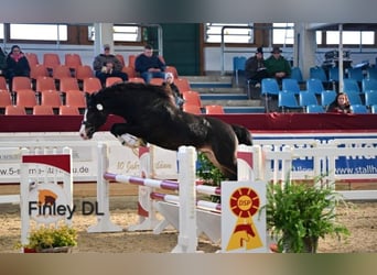 Welsh-D, Wallach, 5 Jahre, 148 cm, Schwarzbrauner