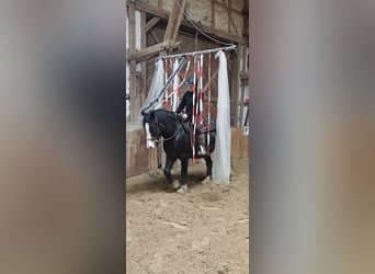 Welsh-D, Wallach, 5 Jahre, 148 cm, Schwarzbrauner