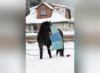 Welsh-D, Wallach, 5 Jahre, 148 cm, Schwarzbrauner