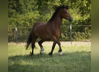 Welsh-D, Wallach, 5 Jahre, 154 cm, Brauner
