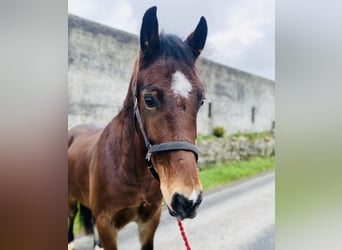 Welsh-D, Wallach, 5 Jahre, 155 cm, Brauner