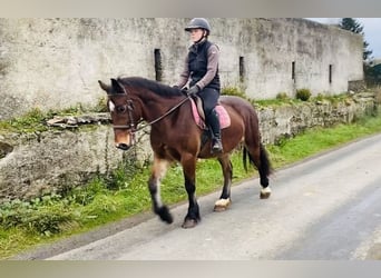 Welsh-D, Wallach, 5 Jahre, 155 cm, Brauner