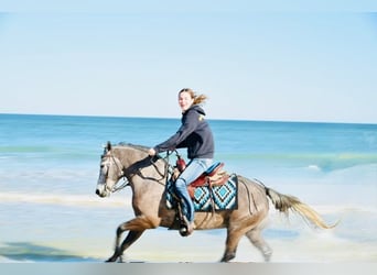 Welsh-D Mix, Wallach, 6 Jahre, 137 cm, Schimmel