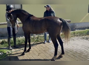 Welsh-D, Wallach, 6 Jahre, 139 cm, Falbe