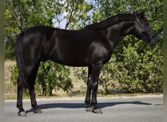 Welsh-D, Wallach, 6 Jahre, 145 cm, Rappe