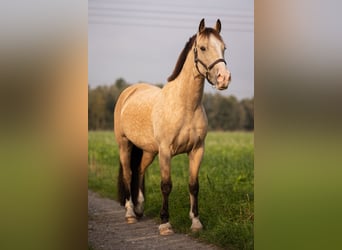 Welsh-D, Wallach, 6 Jahre, 146 cm, Falbe