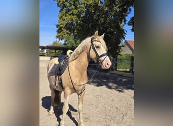 Welsh-D, Wallach, 6 Jahre, 154 cm