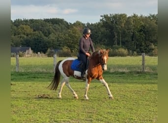 Welsh-D, Wallach, 7 Jahre, 137 cm, Schecke