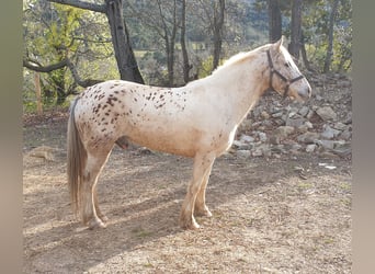 Welsh-D Mix, Wallach, 7 Jahre, 140 cm