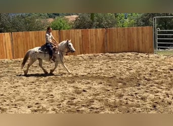 Welsh-D Mix, Wallach, 7 Jahre, 140 cm