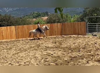 Welsh-D Mix, Wallach, 7 Jahre, 140 cm