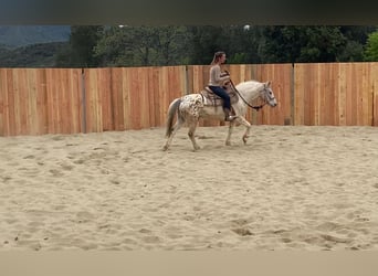 Welsh-D Mix, Wallach, 7 Jahre, 140 cm