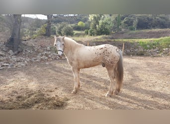 Welsh-D Mix, Wallach, 7 Jahre, 140 cm