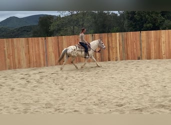 Welsh-D Mix, Wallach, 7 Jahre, 140 cm