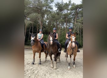 Welsh-D Mix, Wallach, 7 Jahre, 146 cm, Dunkelfuchs
