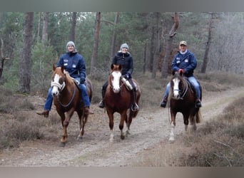 Welsh-D Mix, Wallach, 7 Jahre, 146 cm, Dunkelfuchs