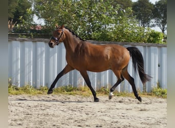 Welsh-D, Wallach, 7 Jahre, 148 cm, Brauner