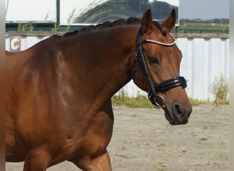Welsh-D, Wallach, 7 Jahre, 148 cm, Brauner