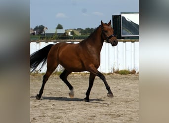 Welsh-D, Wallach, 7 Jahre, 148 cm, Brauner