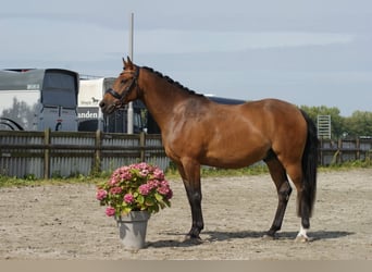 Welsh-D, Wallach, 7 Jahre, 148 cm, Brauner