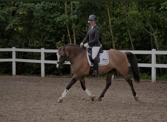 Welsh-D, Wallach, 7 Jahre, 148 cm, Falbe