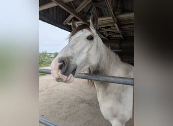 Welsh-D, Wallach, 7 Jahre, 150 cm, Buckskin