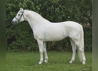 Welsh-D, Wallach, 7 Jahre, 150 cm, Schimmel