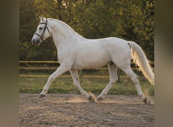 Welsh-D, Wallach, 7 Jahre, 150 cm, Schimmel