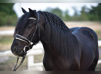 Welsh-D, Wallach, 8 Jahre, 140 cm, Rappe