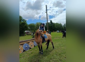 Welsh-D Mix, Wallach, 8 Jahre, 143 cm, Buckskin